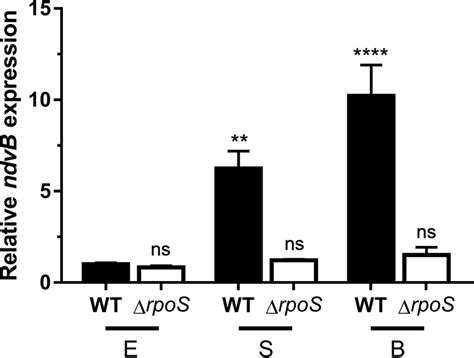 Rpos Is Required For The Upregulation Of Ndvb Expression Observed In