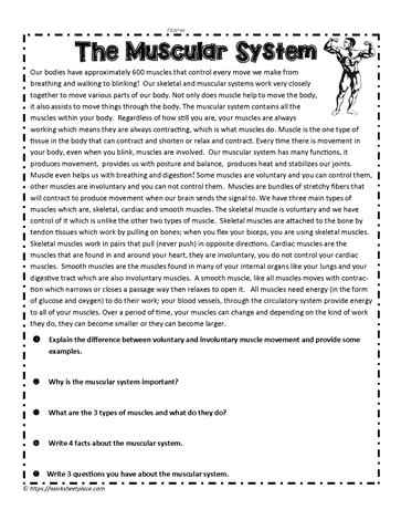 Muscular System Comprehension Activity Worksheets