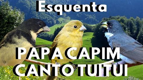 TESTE PAPA CAPIM CANTANDO TUI TUI PIADO DE FÊMEA PARA ESQUENTAR