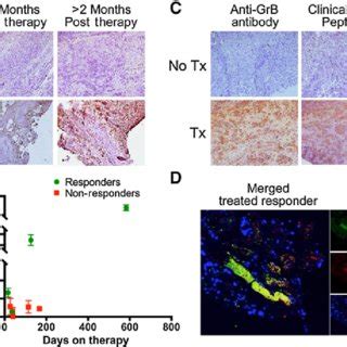 Quantitative Pet Imaging Of Granzyme B Following Cancer Immunotherapy