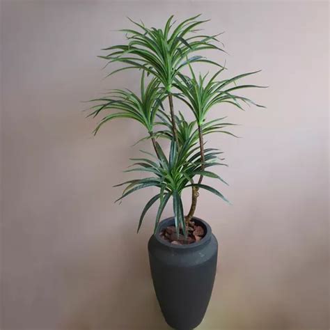 Rvore Dracena Toque Real No Vaso De Ch O Thai Preto Cm