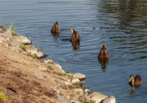 Duck Bottoms Up Free Stock Photo Public Domain Pictures