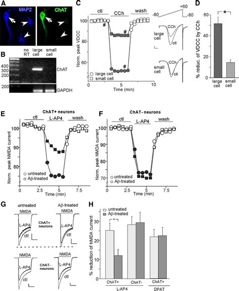 Activation Of Mglur Reduced Nmdar Currents In Bf Neurons Which Was