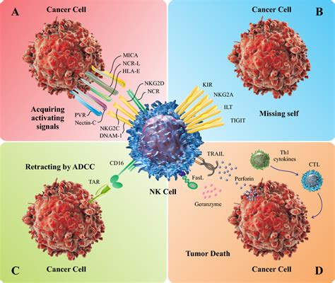 Nk Cell Mediated Immune Surveillance Of Tumor Cells A Nk Cells Are