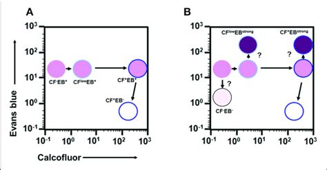 Proposed Scenario For The Cell Differentiation Process Of Entamoeba Download Scientific