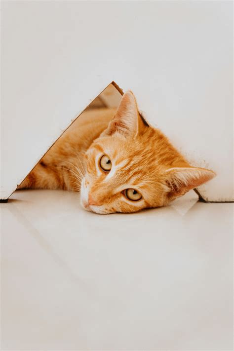 Debunking the Orange Cat Myth: Experts Reveal What Truly Shapes Feline ...