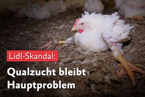 Lidl Skandal Qualzucht Bleibt Hauptproblem Albert Schweitzer Stiftung