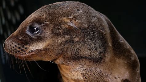 Hundreds Of Sea Lion Pups Stranded On California Coast Cbc Radio