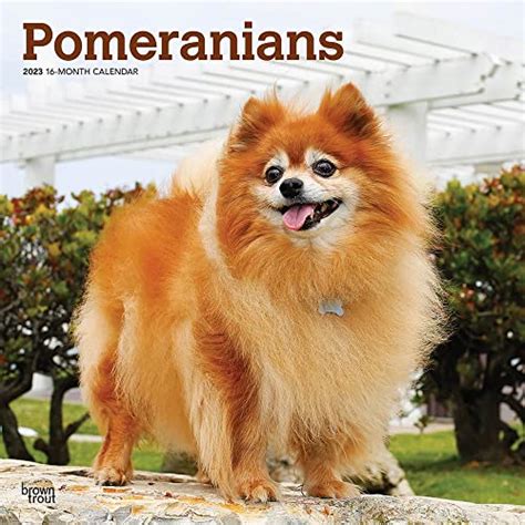 Pomeranians 2023 12 X 24 Inch Monthly Square Wall Calendar