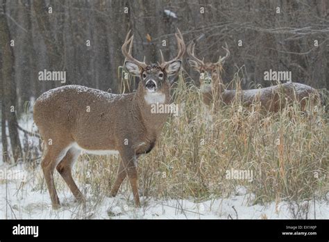 Odocoileus Virginianus Hi Res Stock Photography And Images Alamy