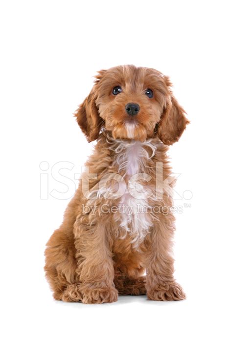 Puppy Cockapoo Isolated On White Stock Photo Royalty Free Freeimages