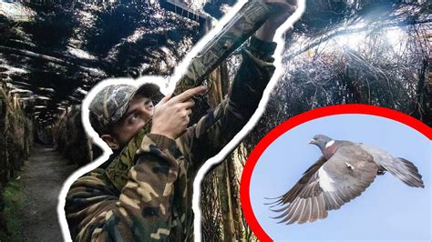 Chasse De La Palombe Dans Le Sud Ouest YouTube