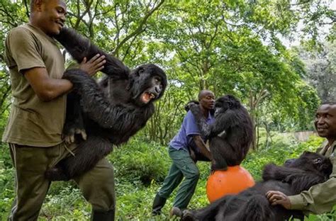 Eastern Low Land Gorilla Trekking In Congo Safari Vacations Travel