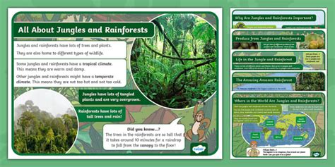 EYFS All About Jungles And Rainforests Fact Files Twinkl