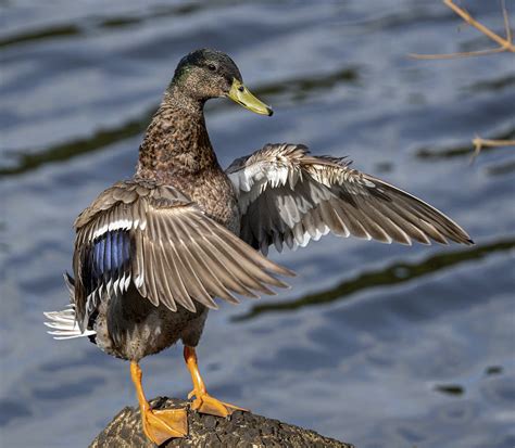 Hawaiian Duck | Backcountry Gallery Photography Forums