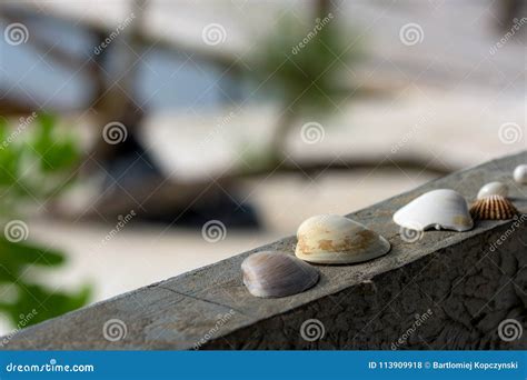 Seashell Lies On The Concrete Wall Stock Photo Image Of Exotic