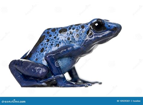 Blue Poison Dart Frog Wallpaper