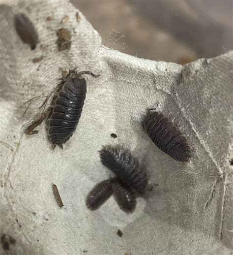 14 Porcellio Dilatatus Giant Canyon Isopod By Greenwood Exotics