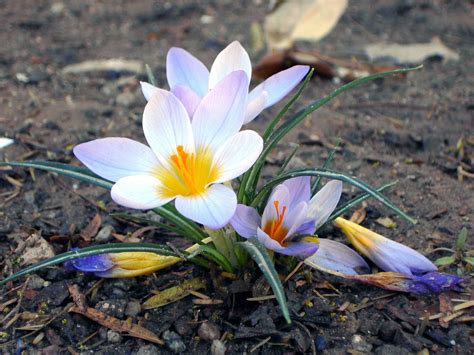 The role of culture medium temperature in saffron flowering rate