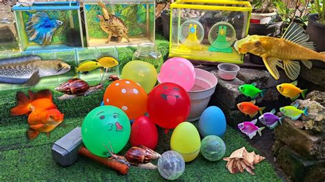 Hore Meletus Balon Dan Menangkap Hamster Kurakura Ikan Hias Molly