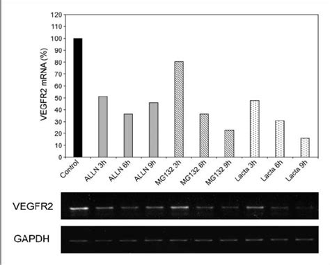 Vegfr Mrna Expression Is Inhibited By Proteosome Inhibitors Rt Pcr