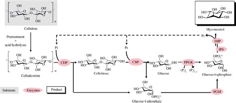 二糖磷酸化酶及其在体外合成生物学中的应用