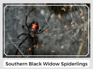 Southern Black Widow (Latrodectus mactans): Facts, Identification ...