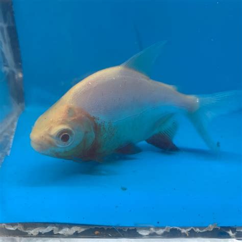 Albino pacu for sale - Exotic Fish Shop - 774-400-4598