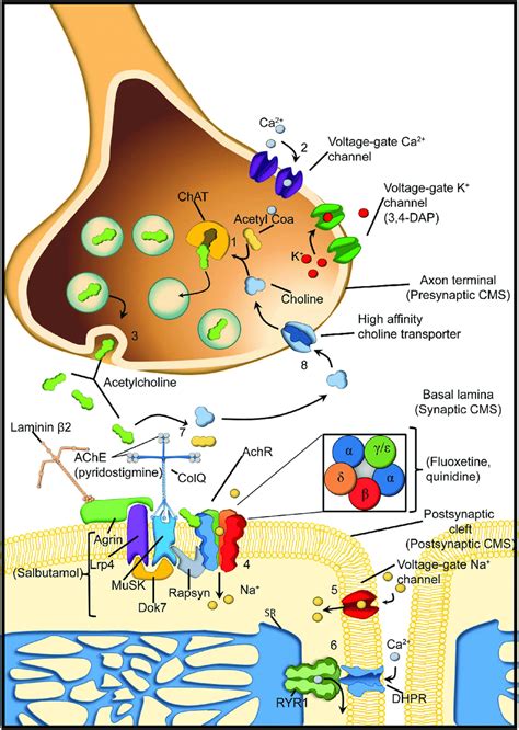 Neuromuscular Junction Diagram Labeled