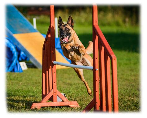Бесплатный вебинар-презентация курса «Базовая подготовка спортивной собаки»