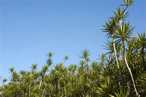 Tropical foliage-6766 | Stockarch Free Stock Photo Archive