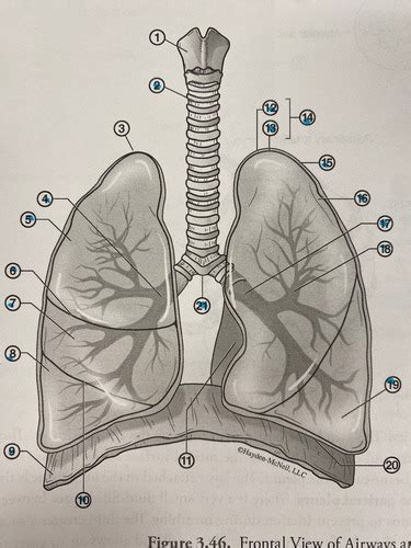 Airways And Lungs Flashcards Quizlet