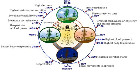 Chinese Medicine Clock — Wild Earth Acupuncture - Portland, Oregon