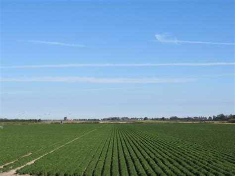 Kamperland Door Geeske Harkema Kats Zonnig Met Wat Strepe Flickr