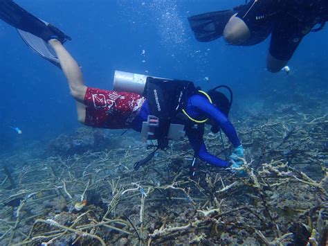 Rehabilitasi Ekosistem Terumbu Karang Oleh TN Bunaken Ditjen