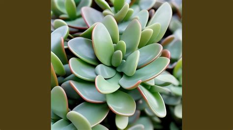 Crassula Ovata Youtube