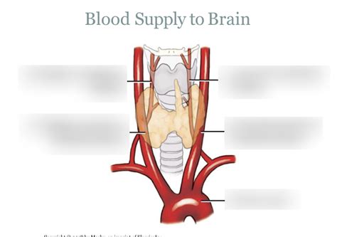 Blood Supply To The Brain Diagram Quizlet