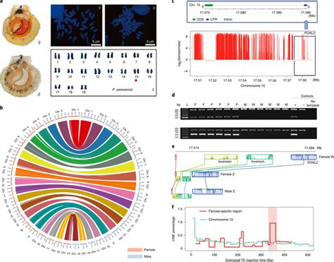 Discovery Of Oldest Known 350 Myr Sex Chromosome Homomorphy In