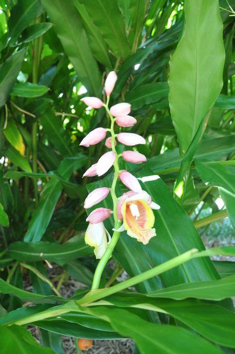 Alpinia Mutica False Cardomom Ginger Bamboo Land Nursery Qld