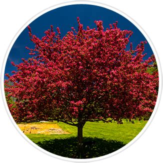 Fast-Growing Flowering Trees | Gurney's Seed & Nursery Co.