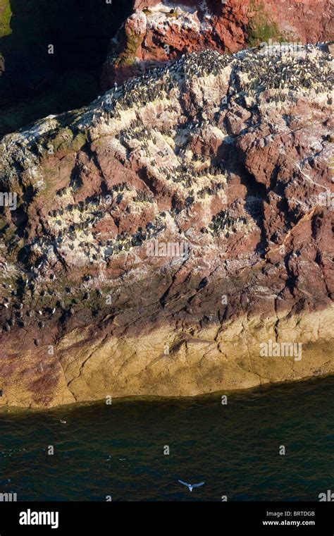 St Abbs Nature Reserve, Berwickshire, Scotland Stock Photo - Alamy