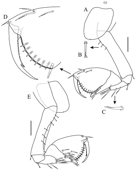 Apolochus Cresti Sp N Holotype Female A Gnathopod 1 Lateral View B Download Scientific