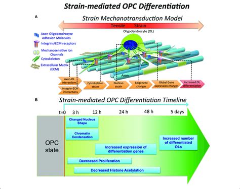 Strain Mediated OPC Differentiation A Hypothetical Model Of Strain