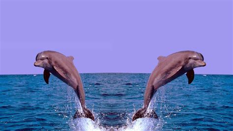 3D Dolphin Wallpapers - Top Free 3D Dolphin Backgrounds - WallpaperAccess