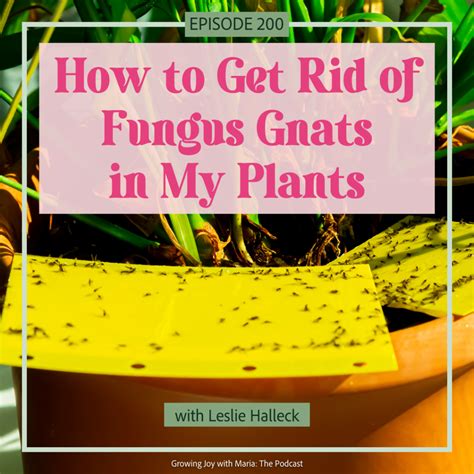 How To Get Rid Of Fungus Gnats In My Plants Growing Joy With Maria