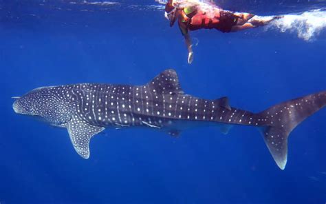 Happy snorkelers – Snorkeling Thailand