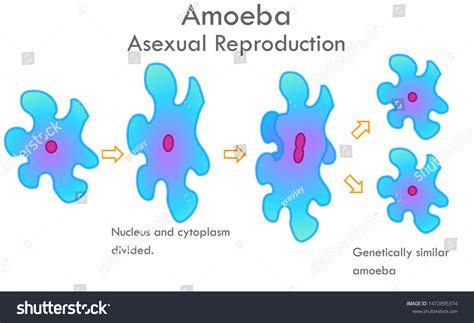 Amoeba Division Stages Stages Mitosis Division Stock Vector Royalty Free 1472895374