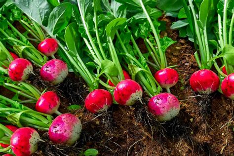 How Much Time It Takes To Grow Radish Broadpick