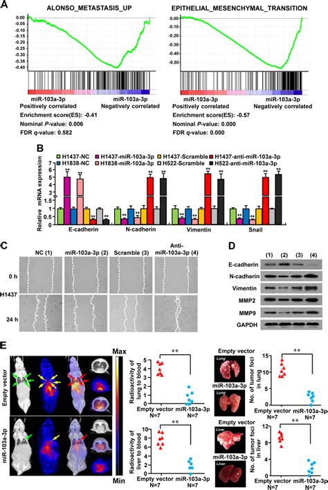 Mir 103a 3p Suppresses Nsclc Cell Metastasis In Vitro And In Vivo A Download Scientific