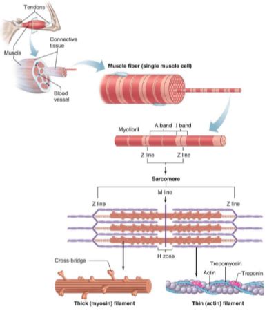 Skeletal Muscle Structure And Sliding Filament Mechanism Flashcards